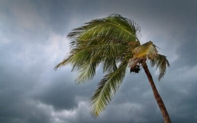 Don’t Wait for the Next Storm: How to Protect Your Home Against Wind Damage